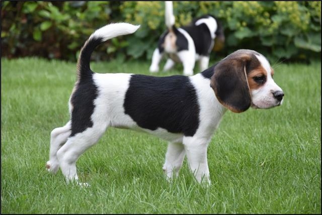 Beagle puppies available 